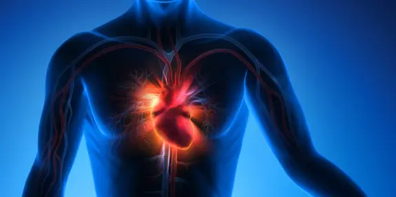 Anatomical illustration of a human heart glowing within a blue-toned body, highlighting blood vessels and circulation.