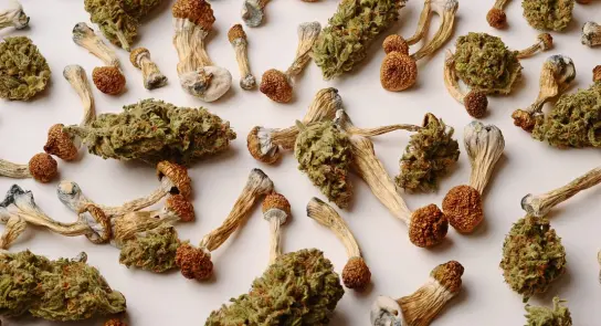Assorted cannabis buds and dried mushrooms scattered on a light background.