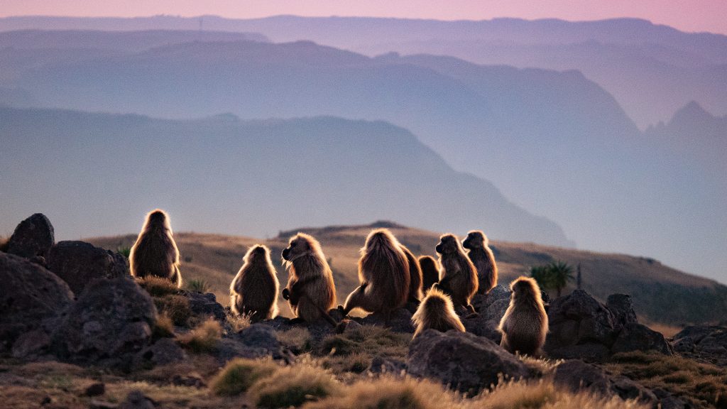 Baboons silhouetted against a twilight sky, perched on rocky terrain with distant mountains in the background.