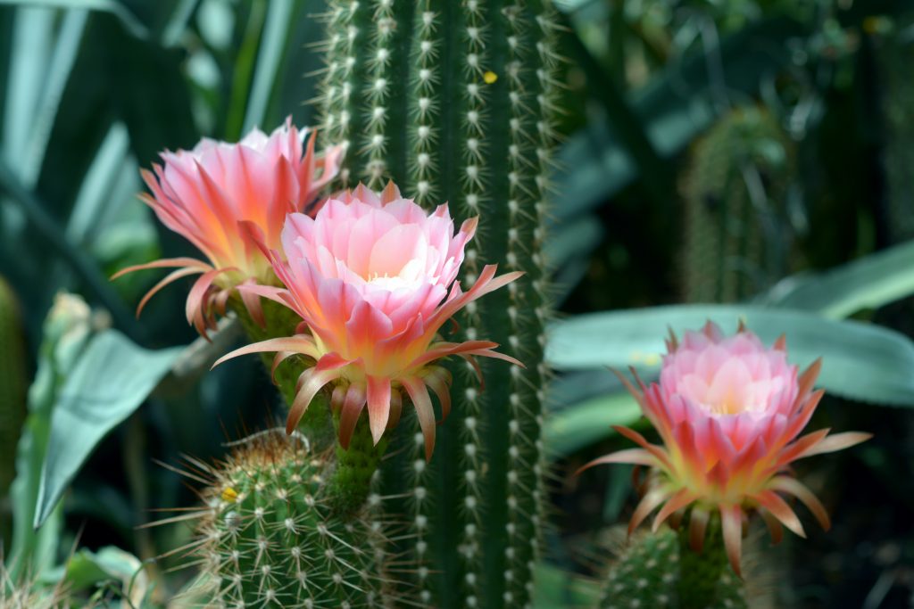 Bright pink cactus flowers bloom against a backdrop of green spiky cacti and lush foliage.