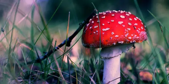 Bright red mushroom with white spots, nestled among green grass and twigs in a natural setting.