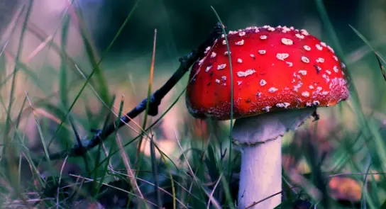 Bright red mushroom with white spots, nestled among green grass and twigs in a natural setting.