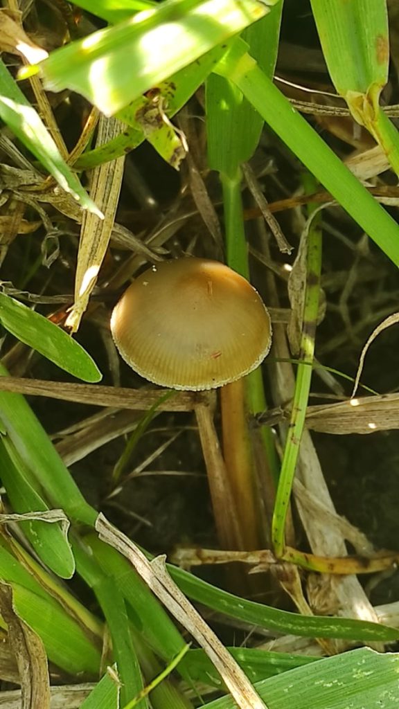 brown-mushroom-nestled-among-green.jpg