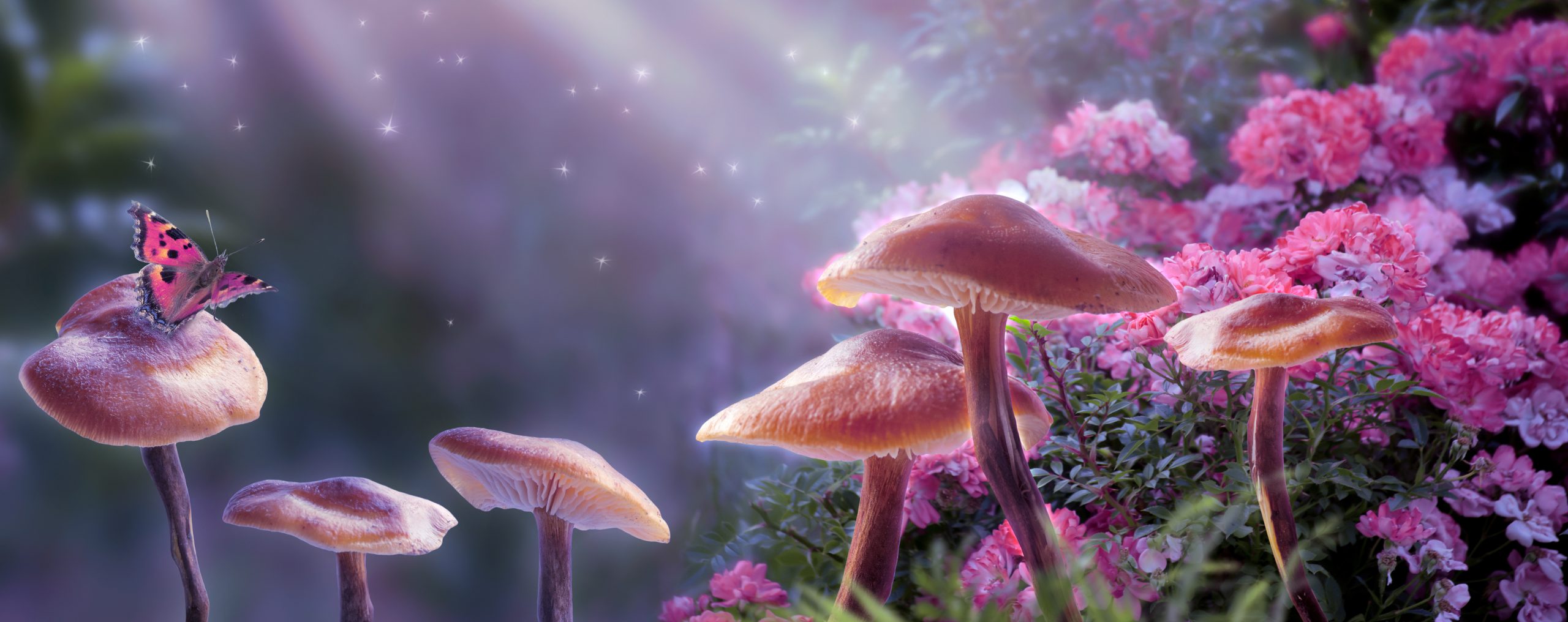 A butterfly perches on a mushroom amidst vibrant pink flowers and soft, shimmering light.