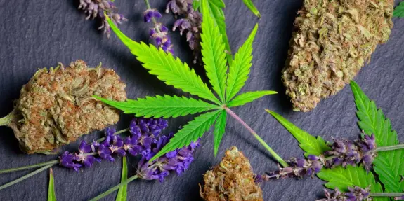 Cannabis buds and a green leaf surrounded by lavender flowers on a dark slate background.