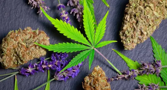 Cannabis buds and a green leaf surrounded by lavender flowers on a dark slate background.