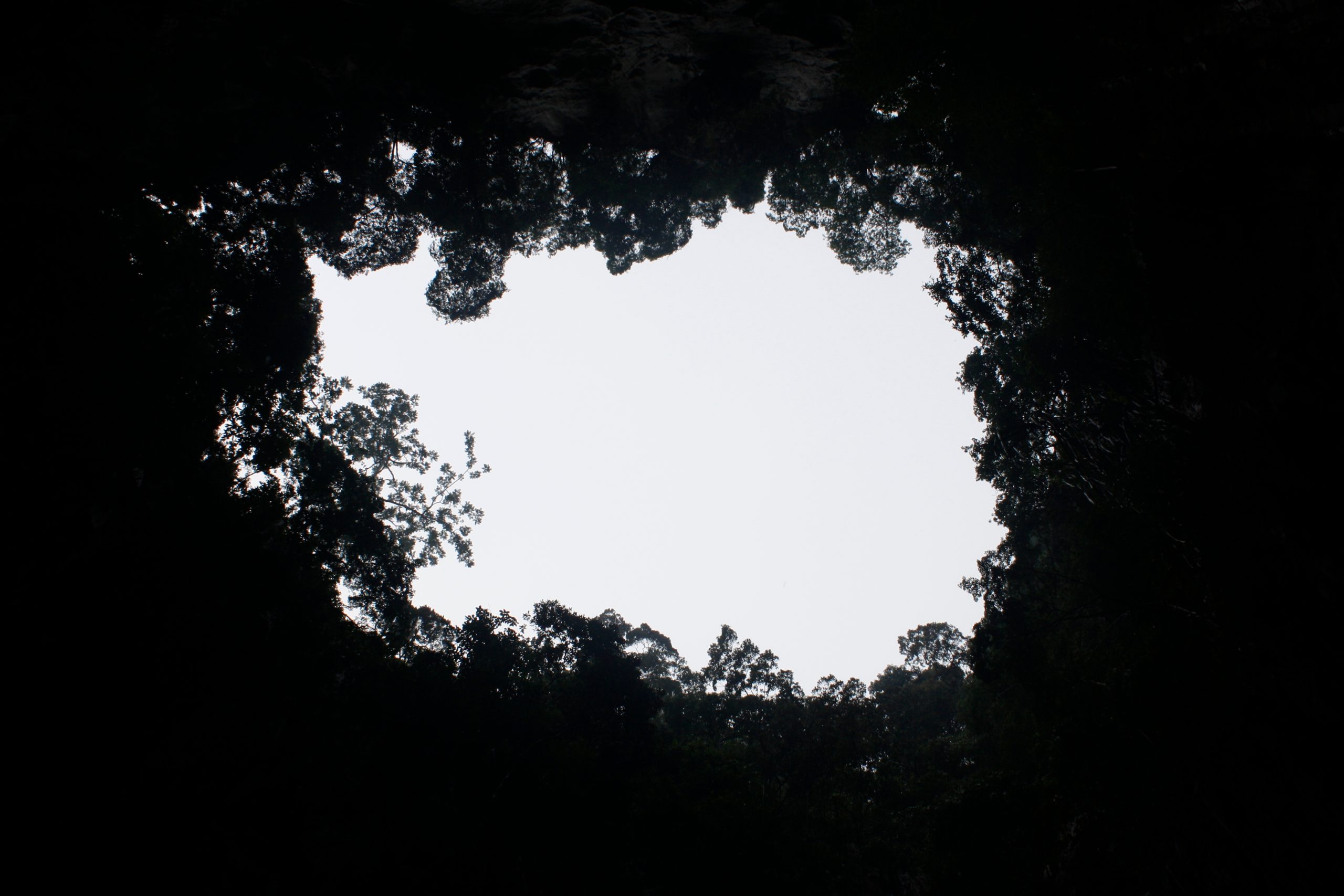 Circular view of a bright sky framed by dense tree canopies, creating a natural opening in the forest.