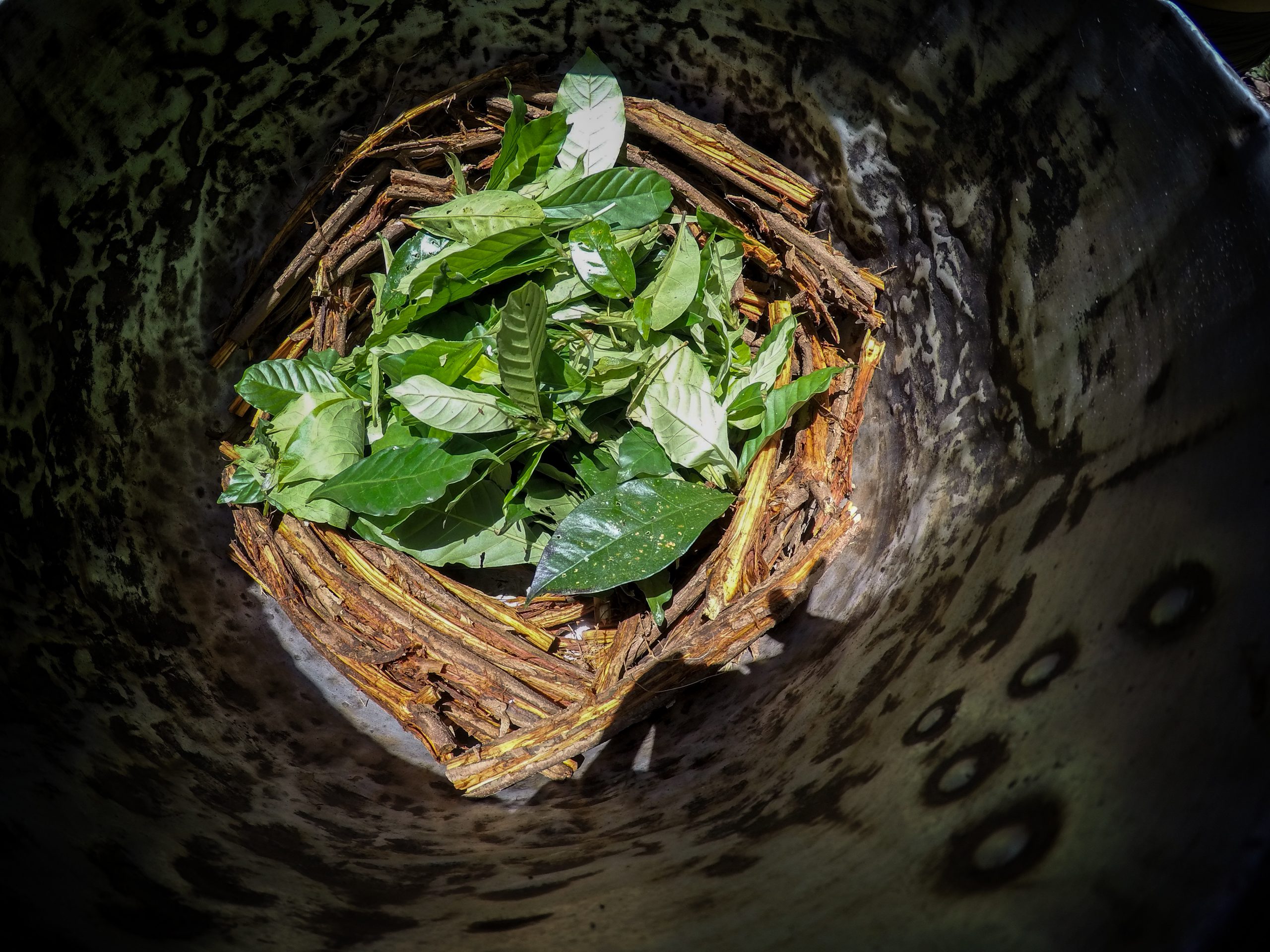 A circular view inside a metal container filled with green leaves and twigs arranged in a neat pile.