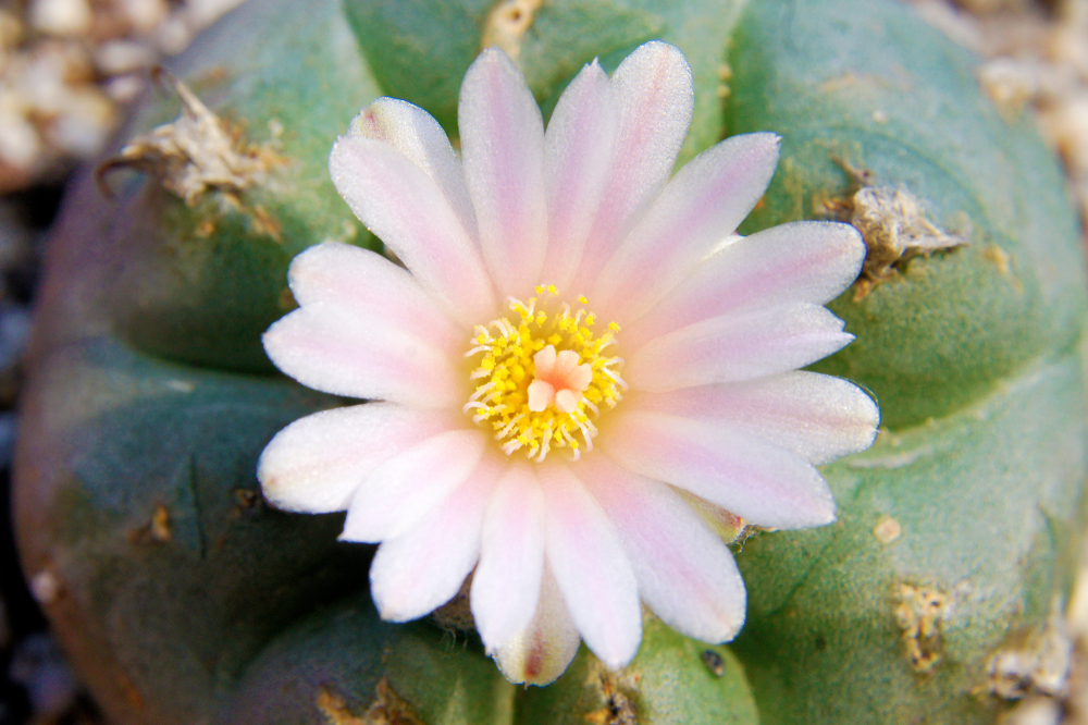 A close-up of a green cactus with a delicate pink flower blooming at its center, surrounded by small spines.