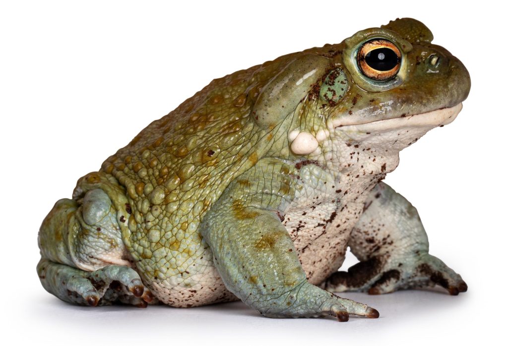Close-up of a greenish-brown toad with textured skin and large, prominent eyes, sitting against a white background.
