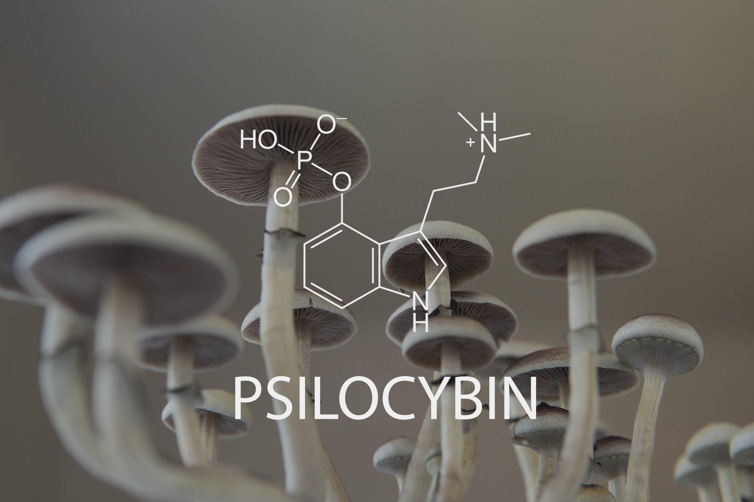 Close-up of mushroom caps with a chemical structure of psilocybin overlayed in bold text.