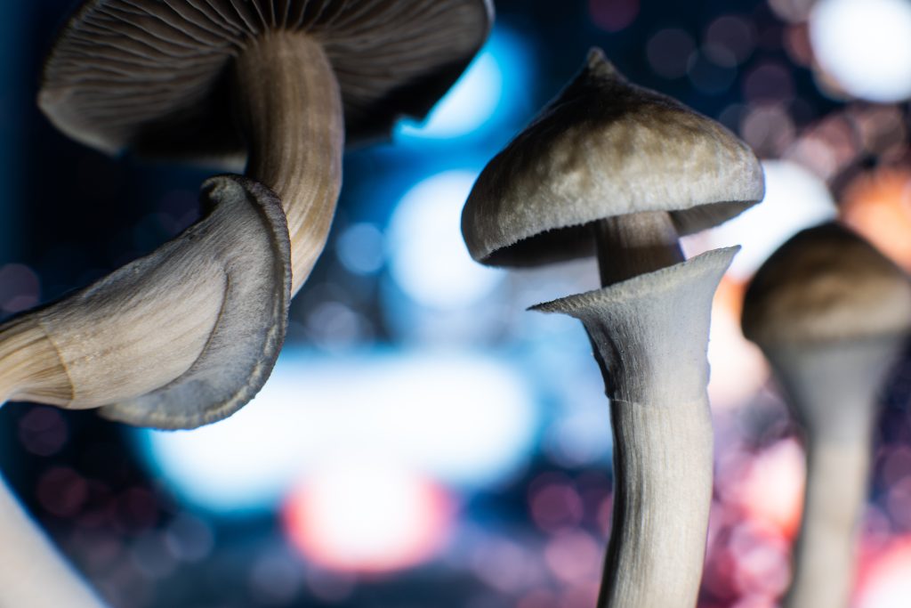 Close-up of mushrooms with delicate caps and slender stems, set against a blurred, colorful background.