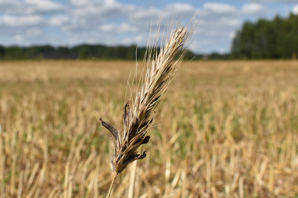 Close-up of a single wheat stalk against a blurred golden field and blue sky with fluffy clouds.