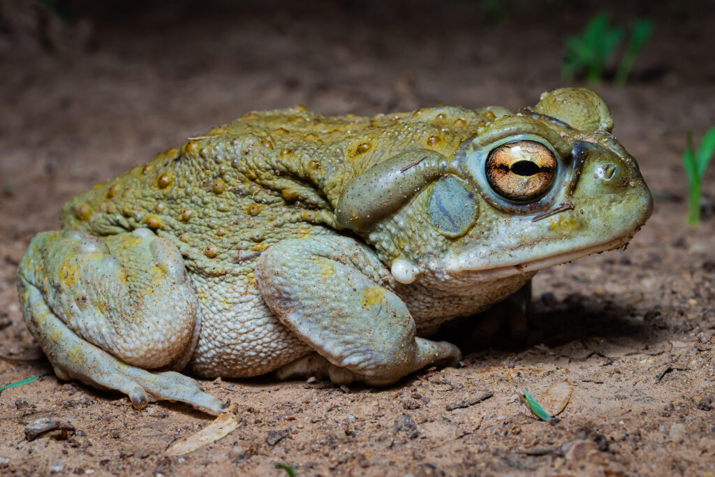 Close-up of a textured green toad with a prominent golden eye, resting on sandy ground surrounded by small plants.