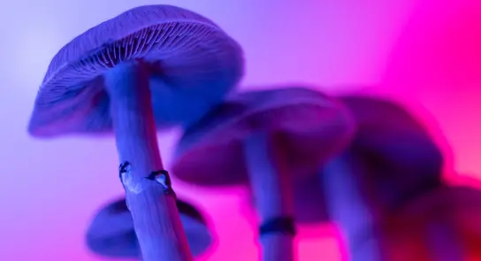 Close-up of vibrant mushrooms with blue and purple lighting, showcasing intricate gills and smooth stems.