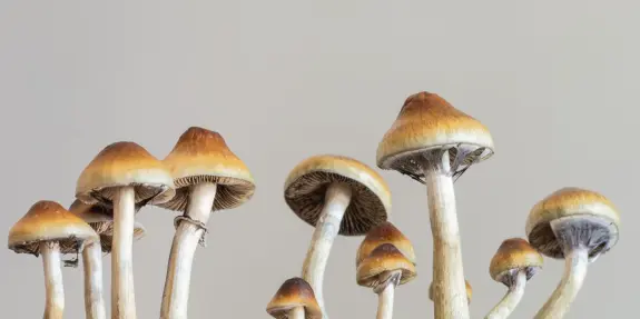 Cluster of brown-capped mushrooms with slender stems against a neutral background.