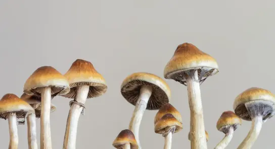 Cluster of brown-capped mushrooms with slender stems against a neutral background.