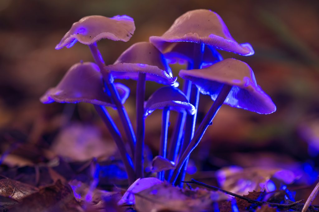 Cluster of glowing purple mushrooms surrounded by fallen leaves, illuminated by soft blue light.