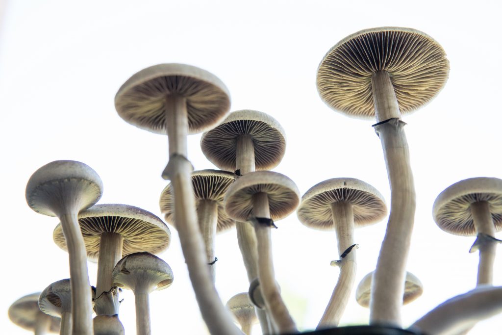 Cluster of mushrooms with tall, slender stems and wide, umbrella-like caps, viewed from below against a bright background.