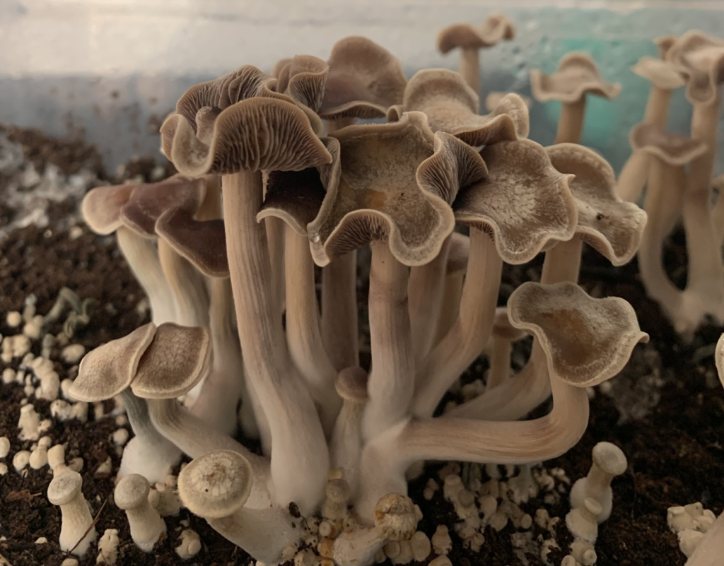 cluster-mushrooms-wavy-caps-growing.png