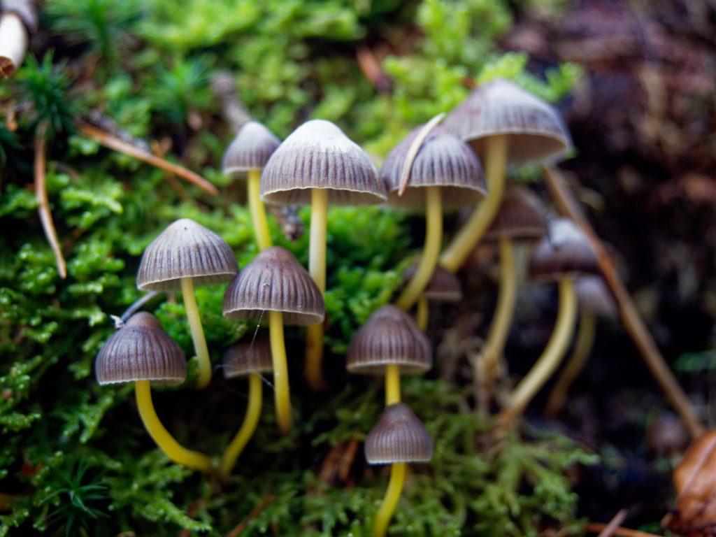Cluster of small, brown mushrooms with bell-shaped caps growing amidst vibrant green moss.