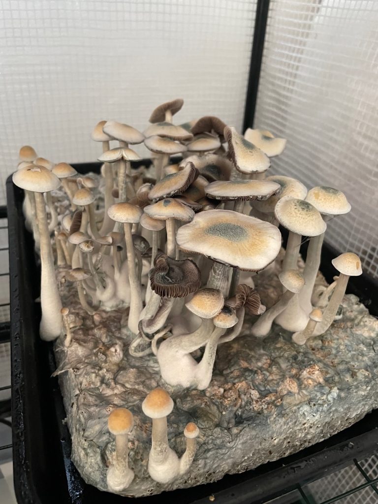 Cluster of various mushrooms with pale caps and slender stems, growing on a textured substrate in a greenhouse setting.