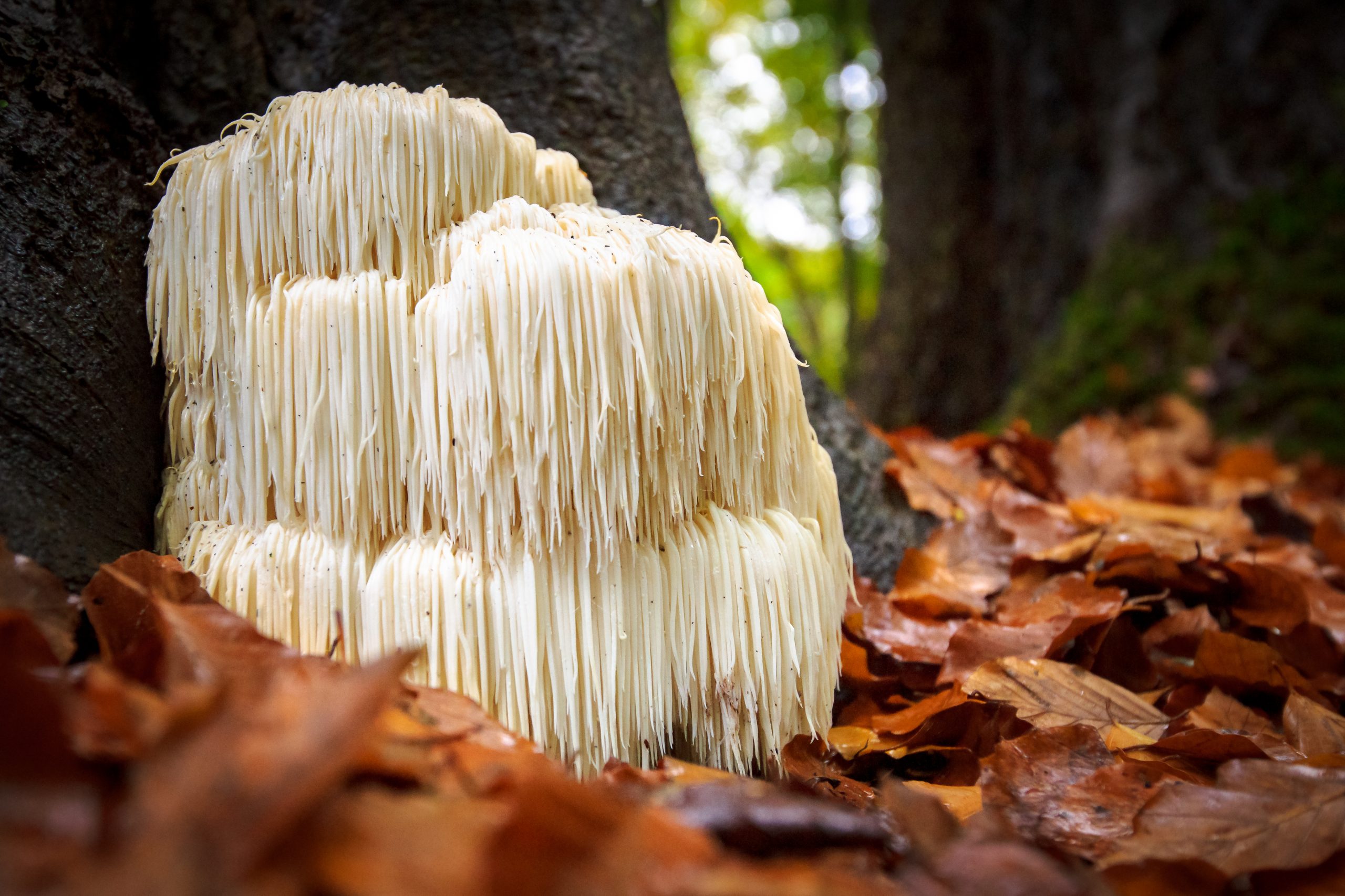 A cluster of white, shaggy mushrooms grows at the base of a tree, surrounded by fallen orange and brown leaves.