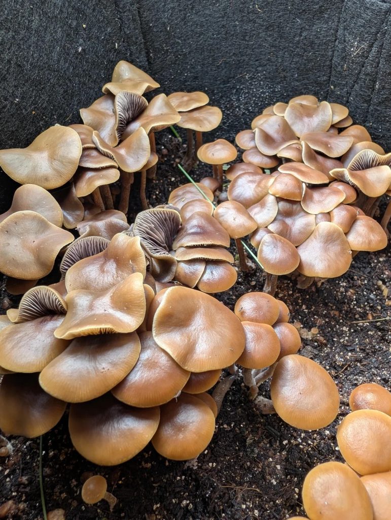 clusters-brown-mushrooms-wavy-caps.jpg