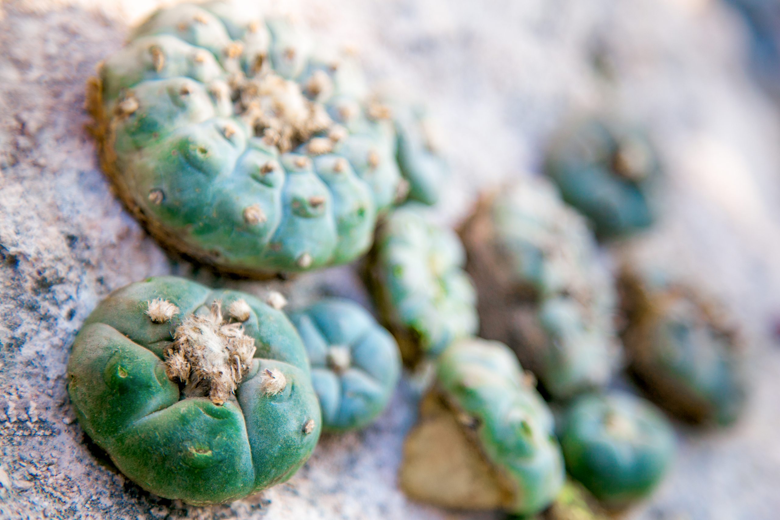 Clusters of green cacti with rounded tops, displaying small spines and a textured surface, on a rocky background.
