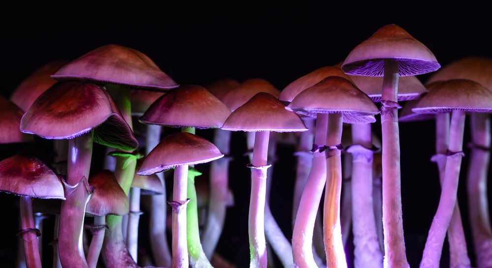 Clusters of mushrooms with purple-tinted caps and glowing stems against a dark background.