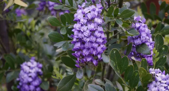 Clusters of vibrant purple flowers surrounded by lush green leaves.