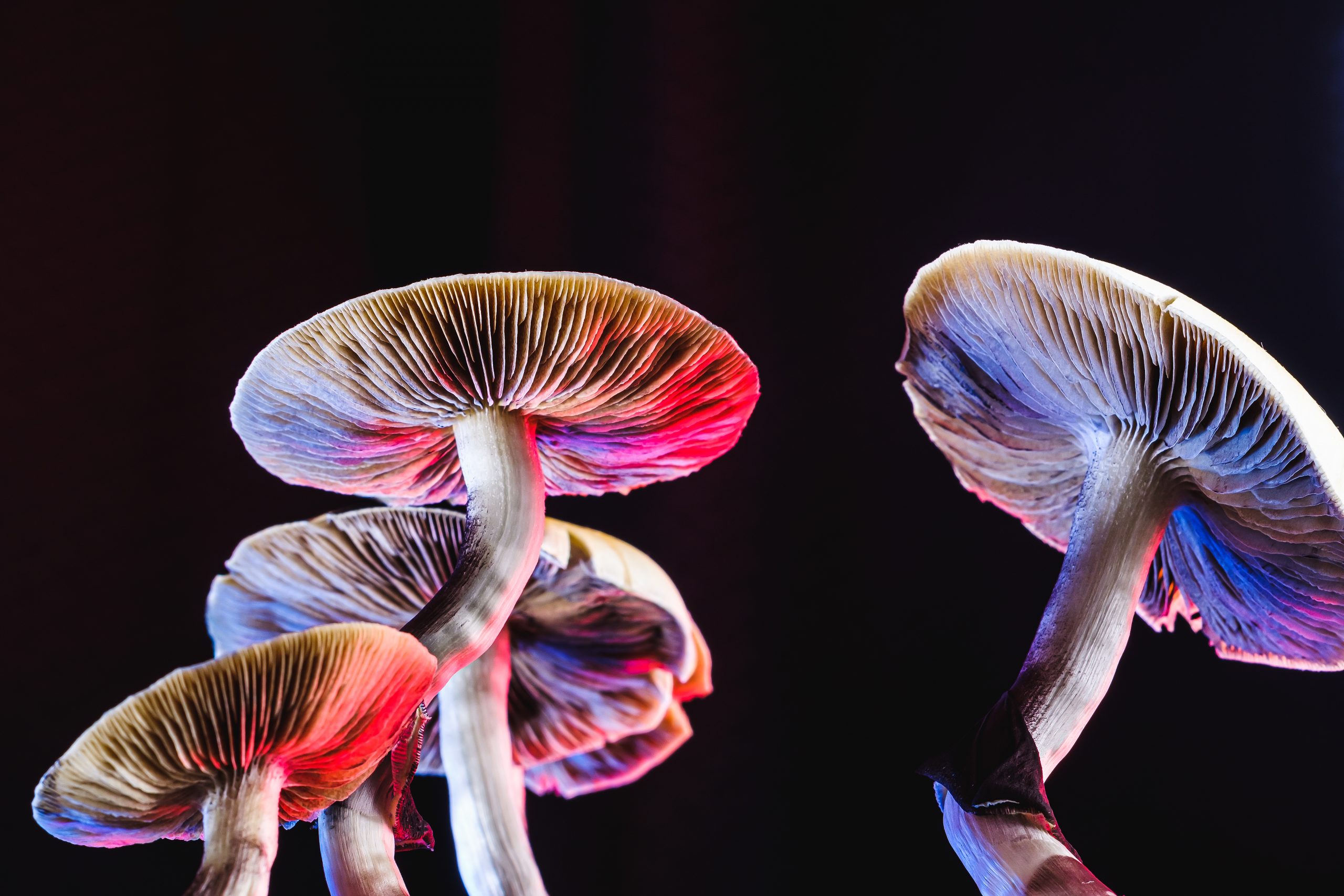 Colorful mushrooms with vibrant gills illuminated against a dark background, showcasing intricate details and textures.