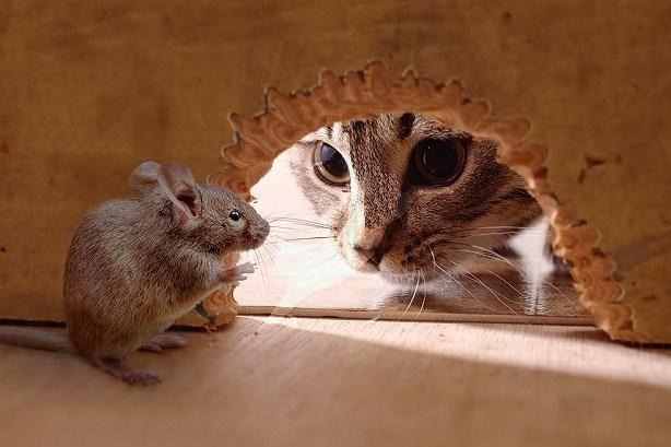 A curious cat peers through a hole at a small mouse, creating a tense moment between predator and prey.