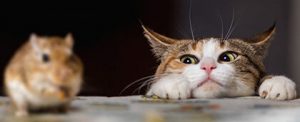 A curious cat with wide eyes watches a small mouse, poised on a table, ready to pounce.