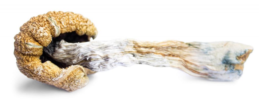 Curled, textured mushroom with a twisted stem, showcasing earthy tones and intricate details.