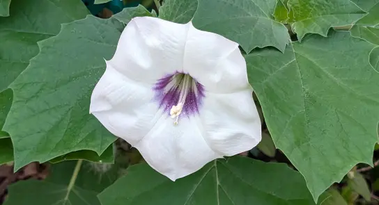 Datura-discolor-PXL_20260610_105542613 (1)