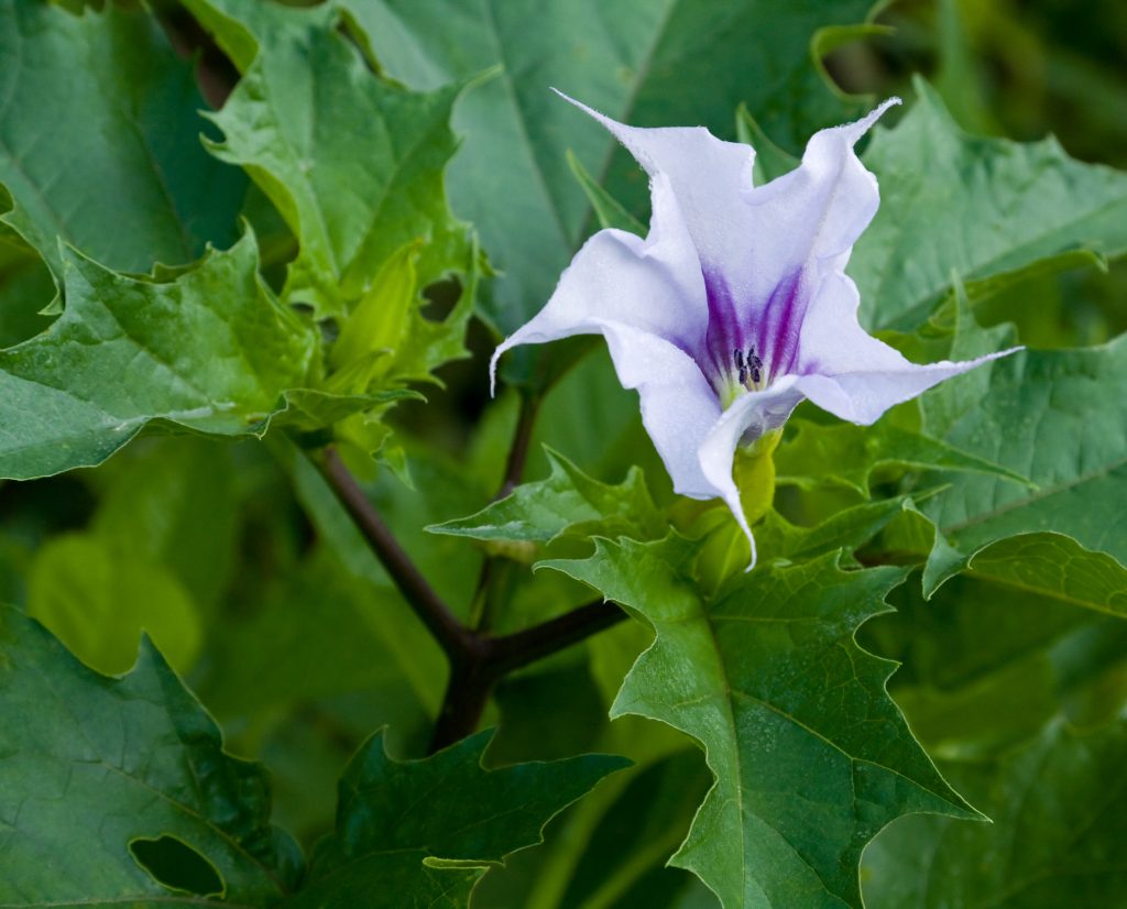 Delicate lavender flower with a purple center, surrounded by jagged green leaves.