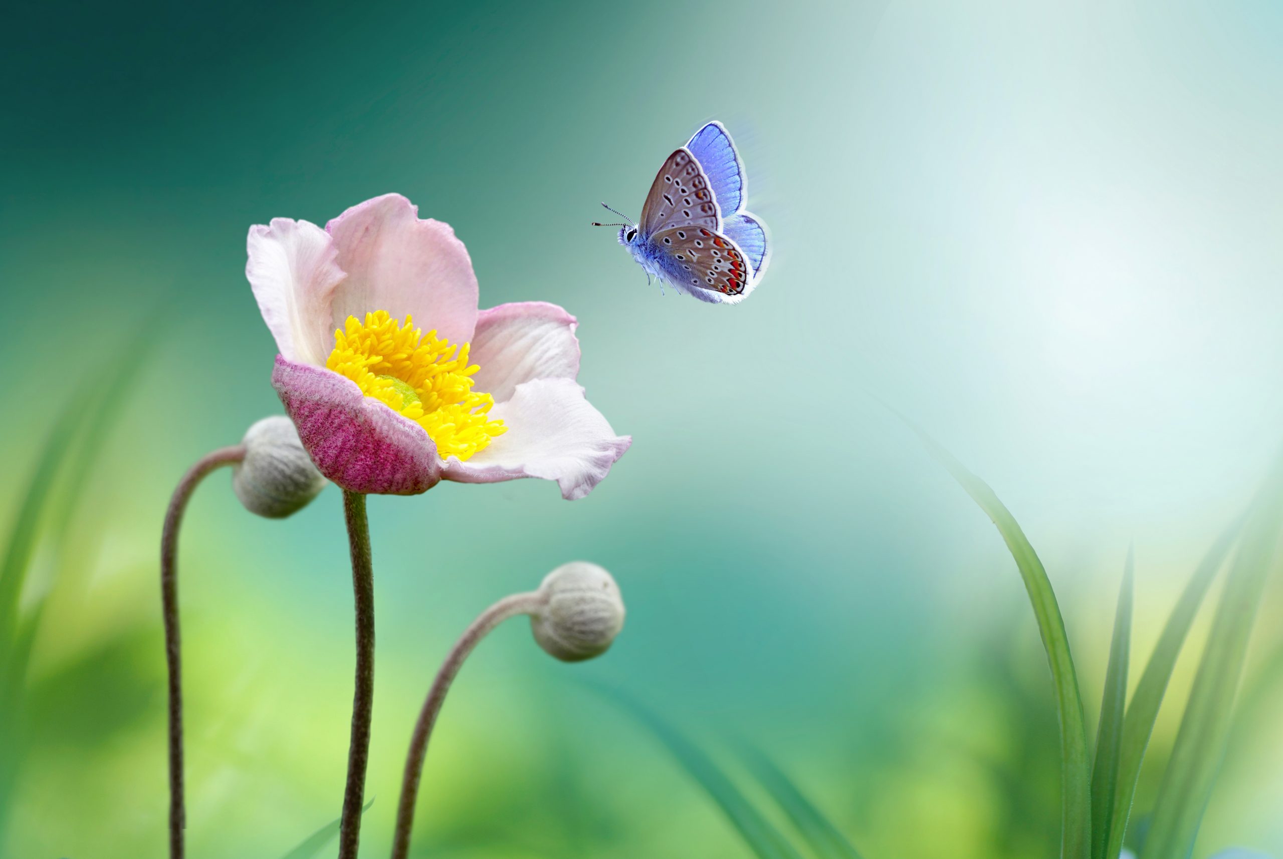 A delicate pink flower with yellow stamens and a butterfly with blue wings hovering nearby against a soft green background.