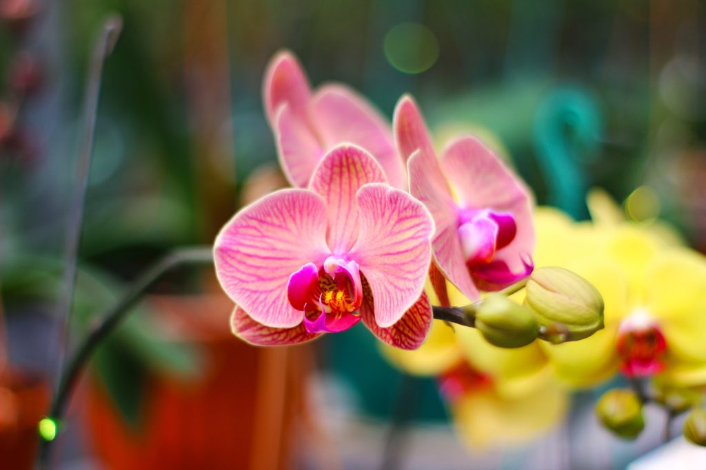 Delicate pink orchids with vibrant yellow blooms in a lush greenhouse setting.