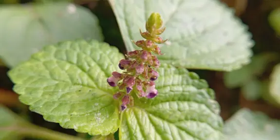 Delicate purple flowers emerging from green, textured leaves, showcasing nature's intricate details.