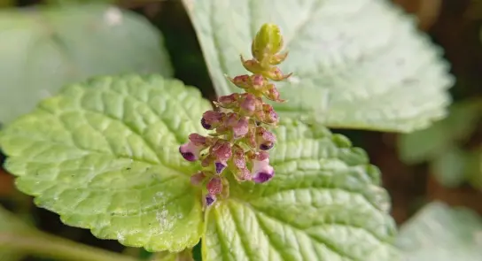 Delicate purple flowers emerging from green, textured leaves, showcasing nature's intricate details.