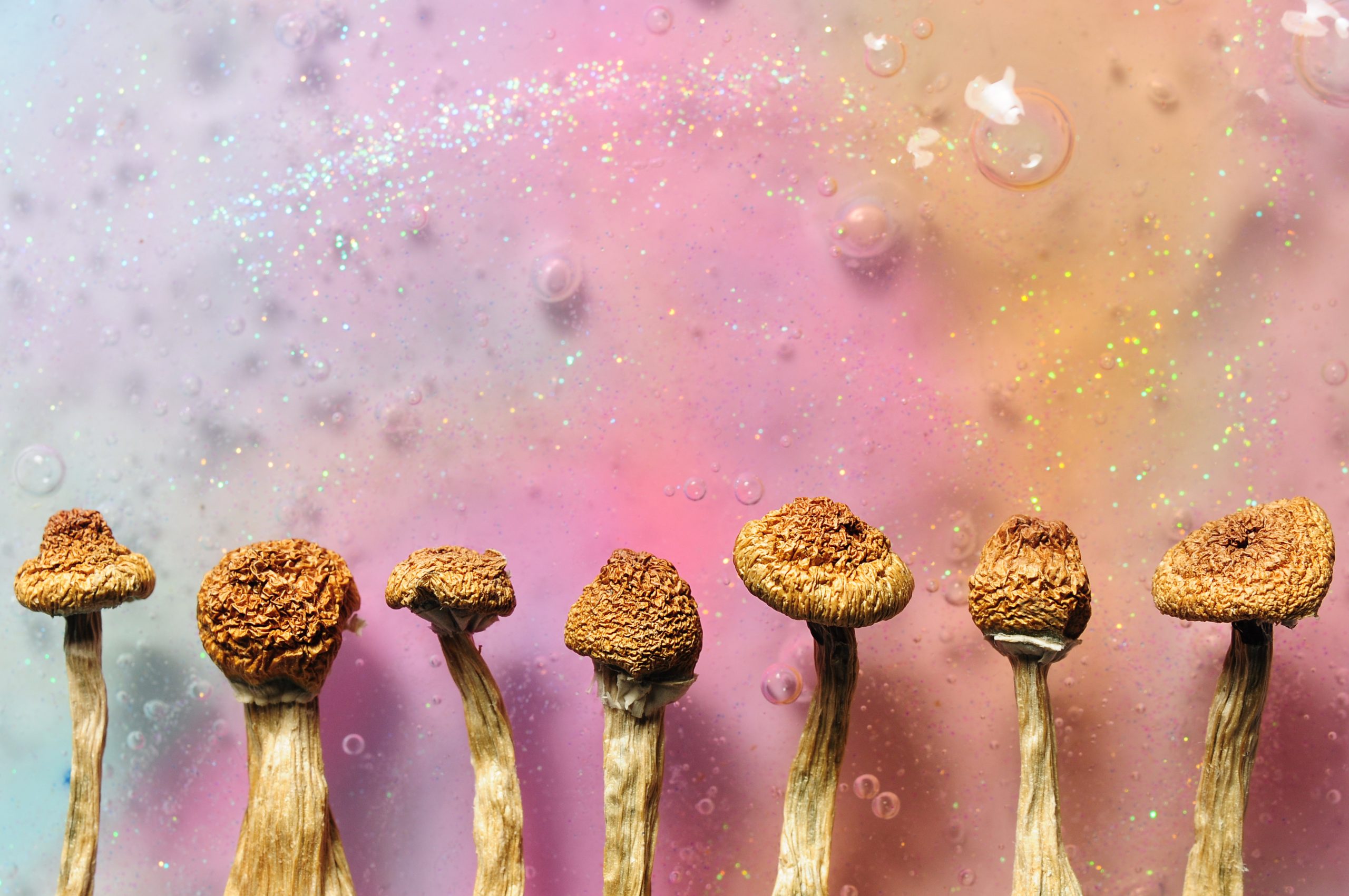 Dried mushrooms arranged in a row against a colorful, sparkly background with bubbles.
