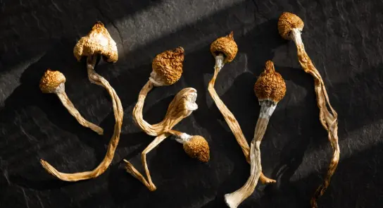 Dried mushrooms with brown caps and slender stems arranged on a dark surface, illuminated by soft shadows.