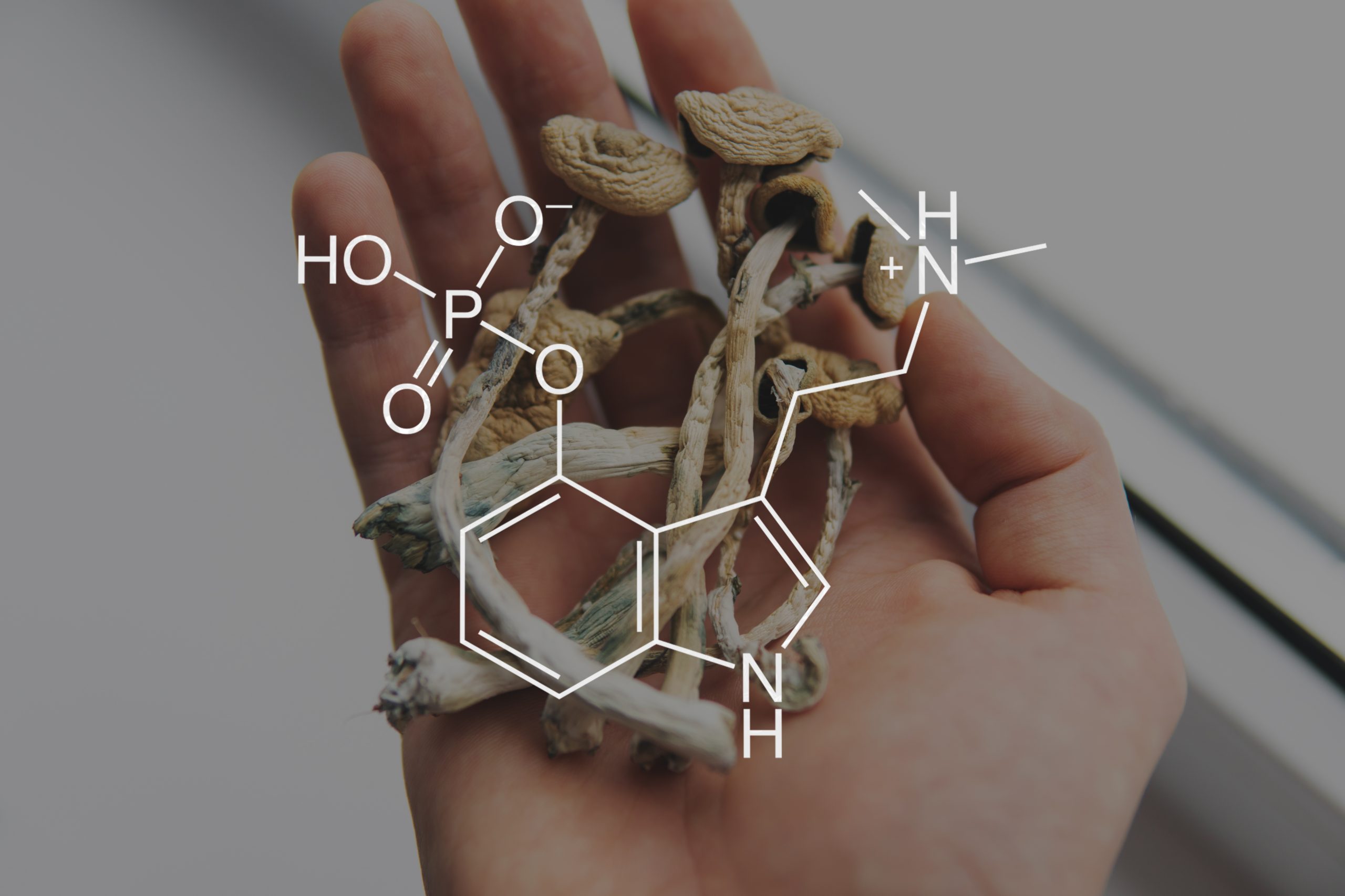 Dried mushrooms in a hand, overlaid with chemical structure of psilocybin.