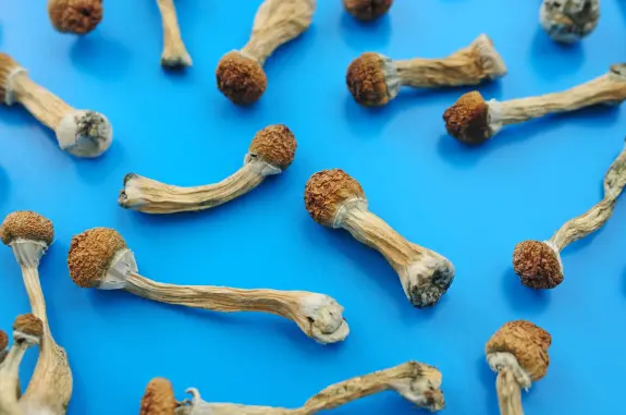 Dried mushrooms scattered on a bright blue background, showcasing their unique shapes and textures.