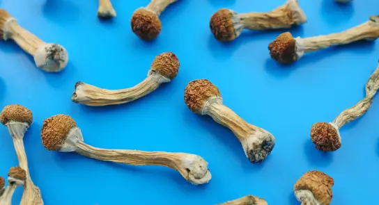 Dried mushrooms scattered on a bright blue background, showcasing their unique shapes and textures.