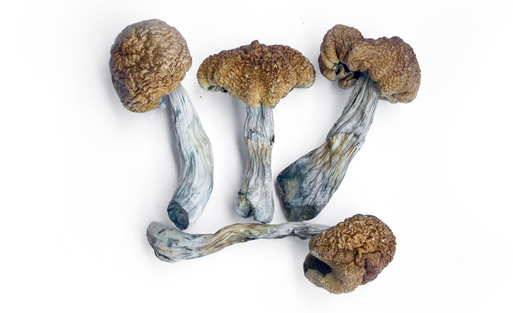 Dried mushrooms with textured caps and elongated stems, arranged on a white background.