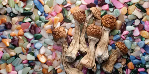 Dried mushrooms with textured caps resting on a colorful bed of small, polished gemstones.