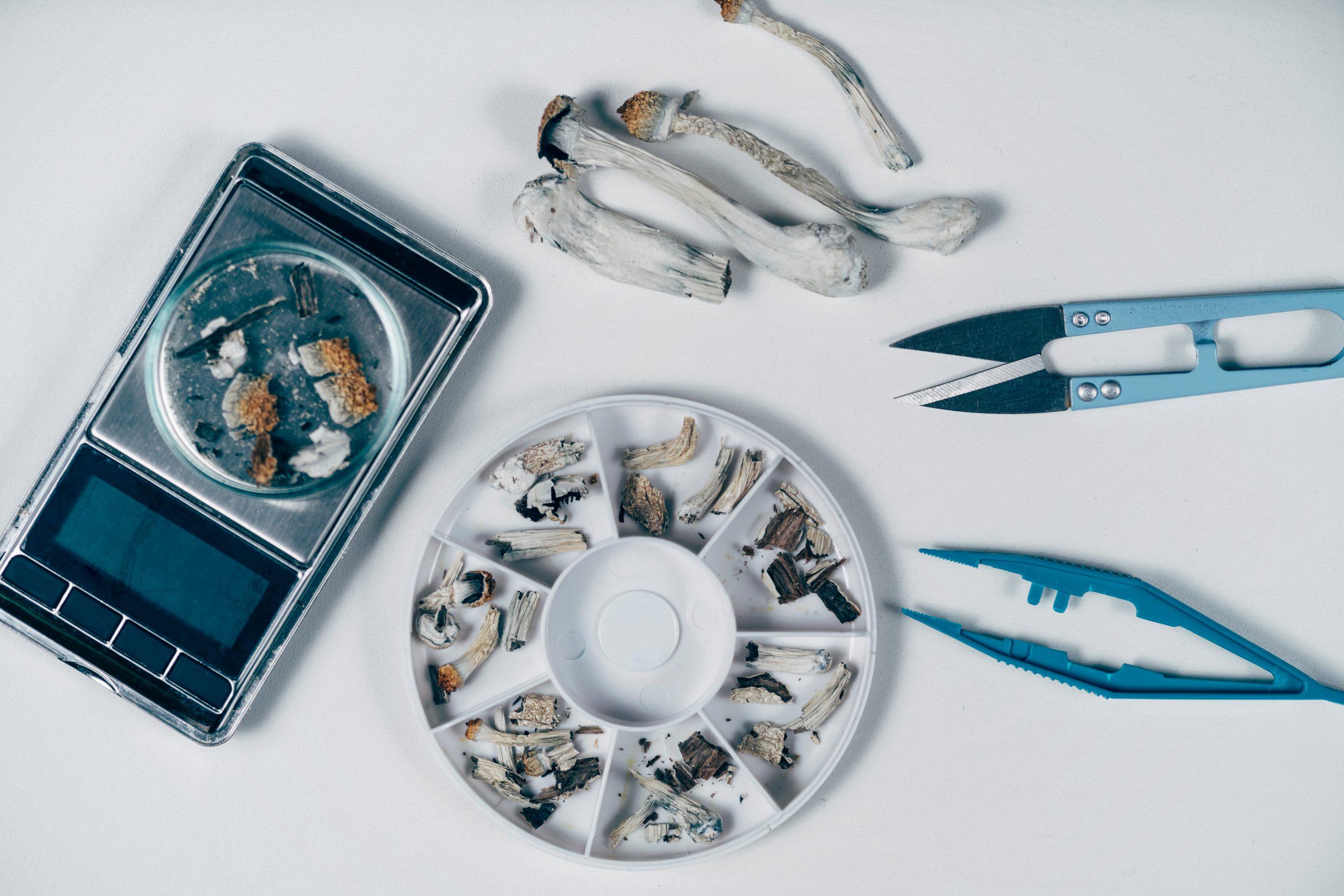 Dried mushrooms on a white surface, with a scale, scissors, and a tool for handling them nearby.