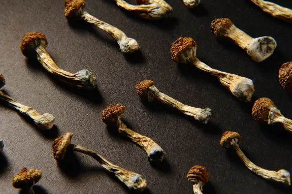 Dried psilocybin mushrooms arranged on a dark surface, showcasing their distinct shapes and textures.